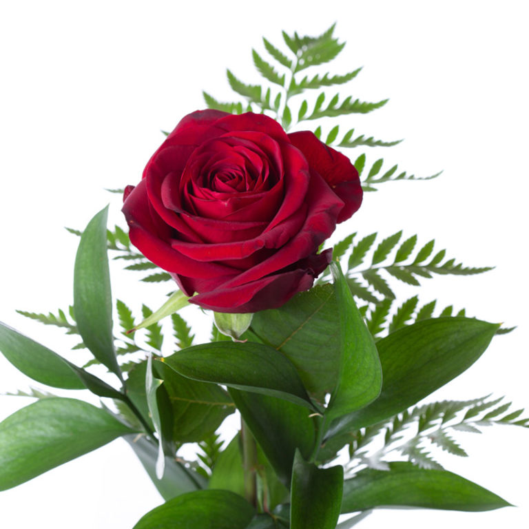 Bud Vase Red Rose : Andreas Florist