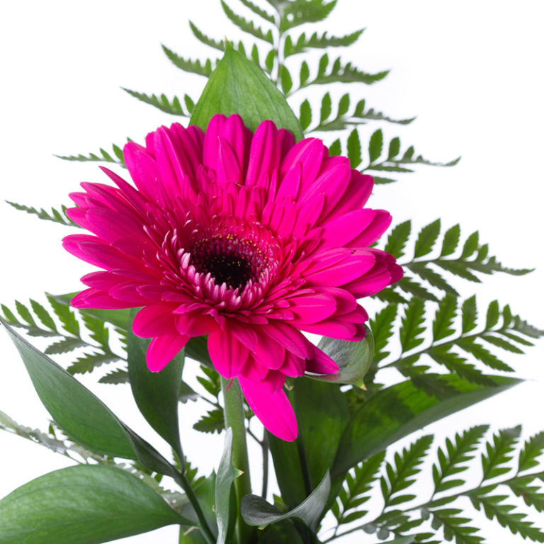 Bud Vase Hot Pink Gerbera Andreas Florist