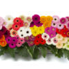 Gerberas from K&L Nurseries, available at Andrea's Florist & Gifts, Avonhead, Christchurch, NZ